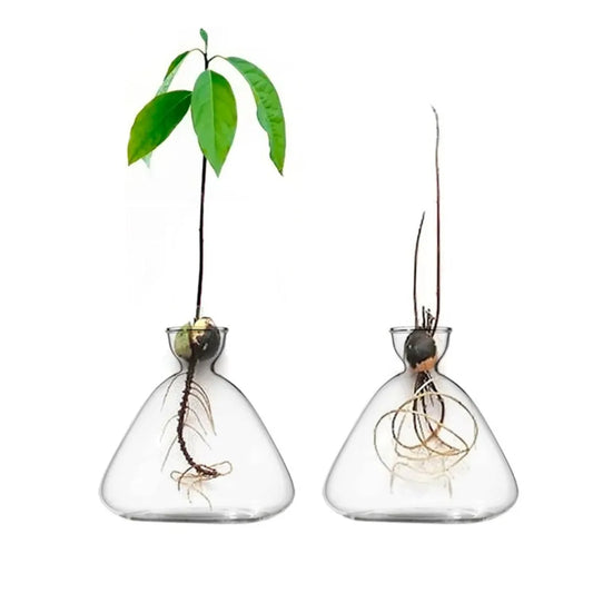 Transparent Glass Vase Avocado Seed Starter Vase Seed Growing Kit Avocado Vase for Growing Gift for Gardening Lovers Home Decor
